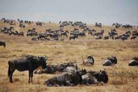 wildebeest